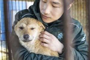 Actorul Daniel Henney din serialul "Wheel of Time" s-a alăturat organizaţiei Humane World for Animals pentru a salva 67 de câini dintr-o fermă de câini crescuţi pentru carne din Coreea de Sud